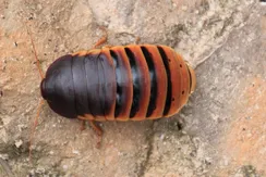 2-pokojowe z piwnicą i strychem!